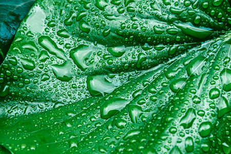 Texture of many fresh beautiful leaves with raindrops. Natural background.の写真素材
