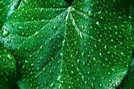 Texture of many fresh beautiful leaves with raindrops. Natural background.の写真素材