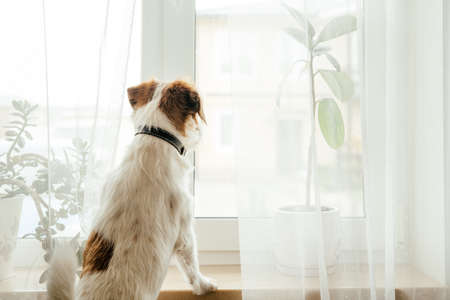 Purebred Jack Russell Terrier looking at the window and waiting for the owners.の写真素材