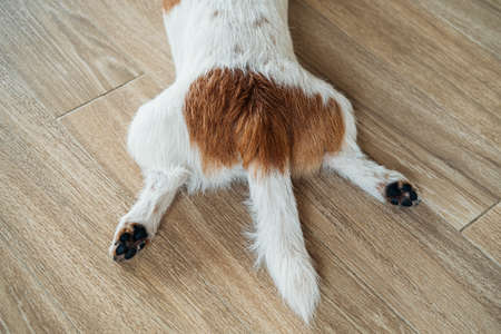 The dog, jack russell terrier, funny lying on the floor and relaxing.の写真素材