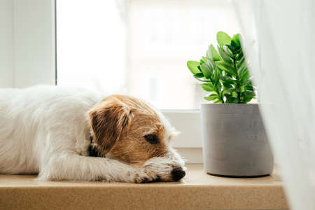 Purebred Jack Russell Terrier lying at the window.の写真素材