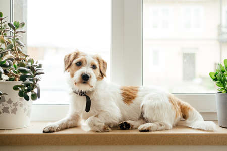 Purebred Jack Russell Terrier lying at the window.の写真素材