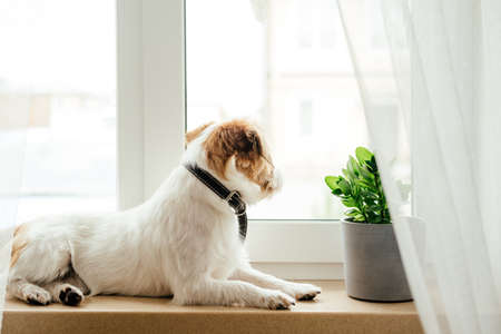 Purebred Jack Russell Terrier lying at the window.の写真素材