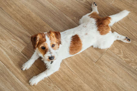 Cute dog, jack russell terrier, lying on the floor and relaxing.の写真素材