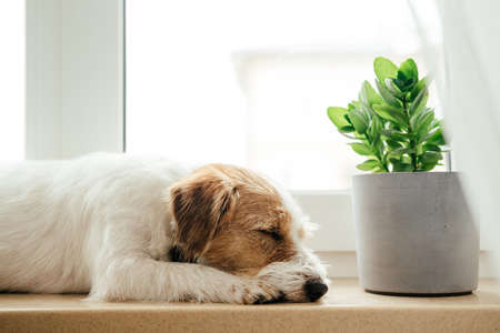 Purebred Jack Russell Terrier lying at the window.の写真素材