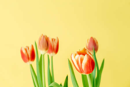 Beautiful red tulips on a yellow background. Fresh spring flowers. Copy space for text. Floral summer concept.の写真素材