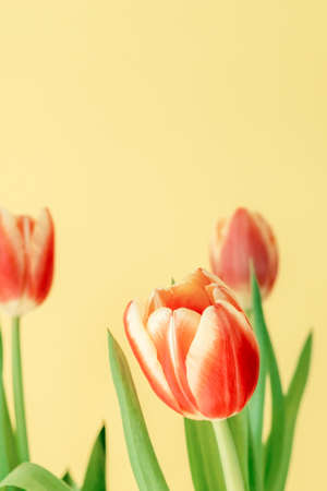 Beautiful red tulips on a yellow background. Fresh spring flowers. Copy space for text. Floral summer concept.の写真素材