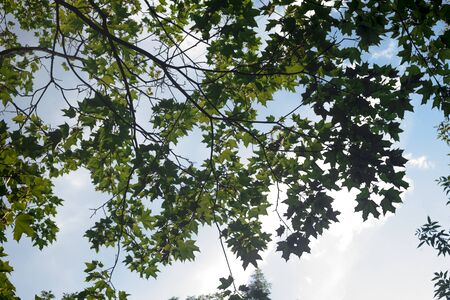 Green leaves of trees view from below against the blue summer sky. Natural sceneの写真素材