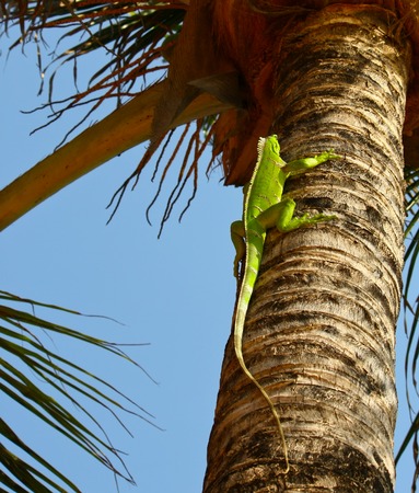 green Iaguana climbing  up on palm close upの写真素材