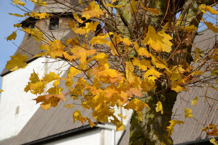 Yellow leafの写真素材