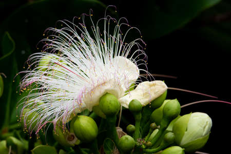 A delicate open flower of Barringtonia asiatica or fish poison tree
