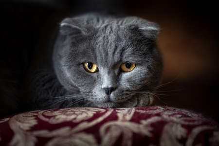 A cat that looks directly at the camera with its yellow eyes, rests calmly up in an armchair.の写真素材