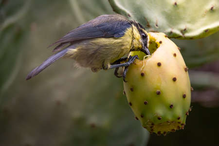A bird, the Canary tit, eats the fruit of a prickly pear in La Gomera, Canary Islands.の写真素材