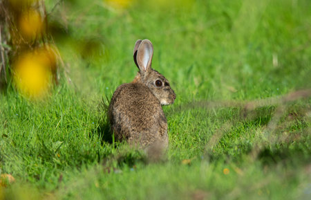 rabbit eating on the grass looking to the sideの写真素材