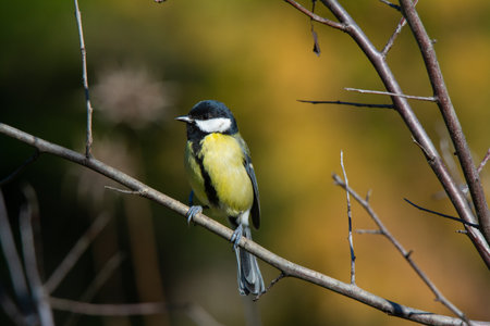blue yellow and white bird perched on a tree looking to the sideの写真素材