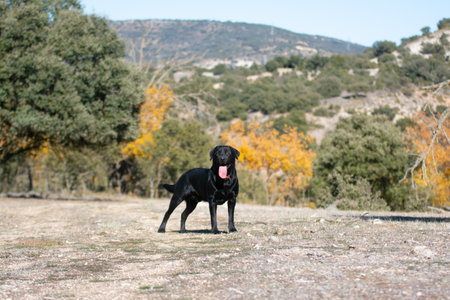 black labrador retriever in the field look at the cameraの写真素材