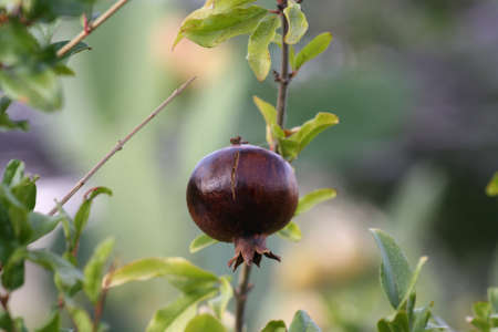 pomegranate tree fruitの写真素材