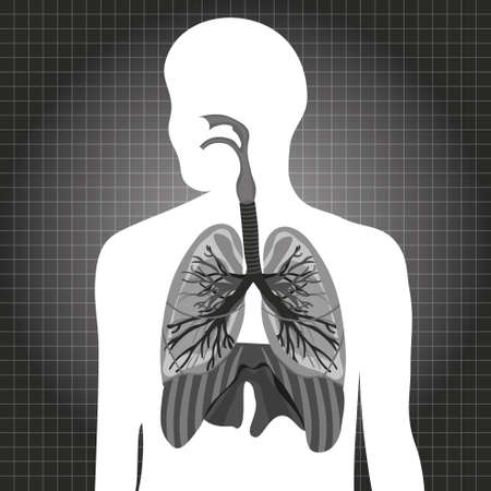 Human respiratory system vector illustrationのイラスト素材