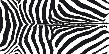 Zebra skin print vector illustration. Black and white wild animal skin or fur.のイラスト素材