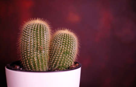 a simple cactus with thorns in a colorful backgroundの写真素材