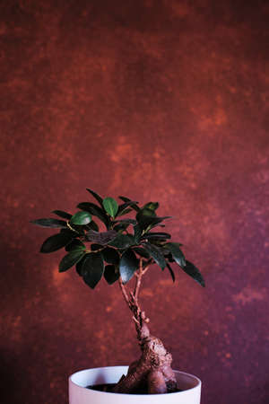 a little bonsai with a colorful backgroundの写真素材