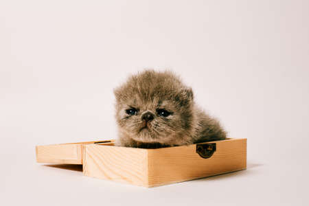 two week old isolated exotic cat on white backgroundの写真素材