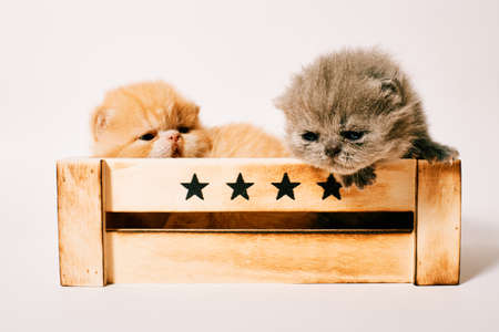 two exotic cat isolated in white background two weeks oldの写真素材