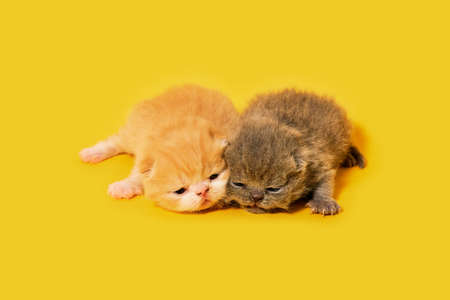one week old exotic cats with yellow background