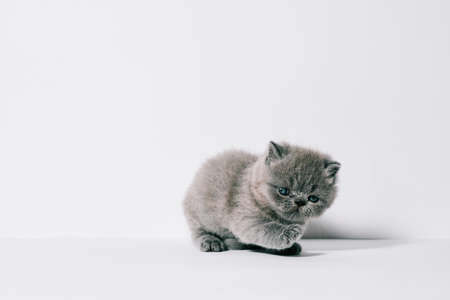 one month old small little grey exotic cat in isolated white backgroundの写真素材