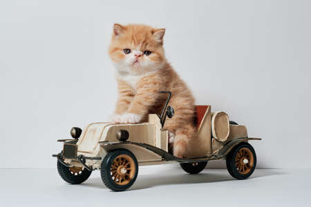 cute little cat playing with a car toy in isolated white backgroundの写真素材