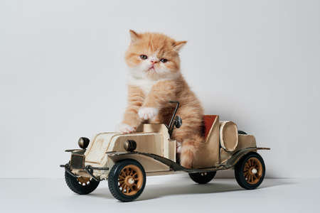 cute little cat playing with a car toy in isolated white backgroundの写真素材