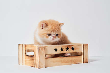 small young orange exotic cat in a box with isolated white backgroundの写真素材