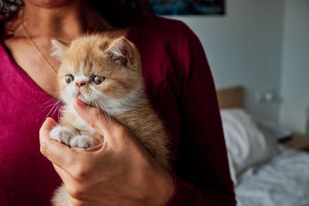 unrecognizable woman hugs a little orange cat - pet care conceptの写真素材