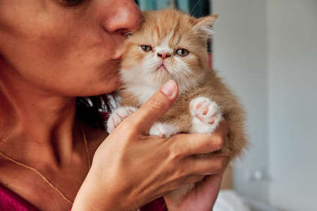 unrecognizable woman hugs a little orange cat - pet care conceptの写真素材