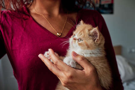 unrecognizable woman hugs a little orange cat - pet care conceptの写真素材