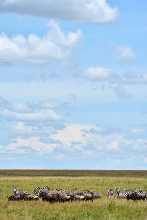 Buffaloes and zebras on the savannah togetherの写真素材