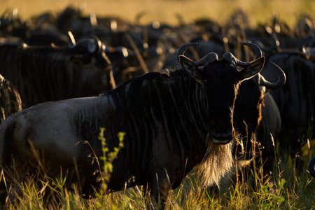 Sun illuminating a herd of buffaloesの写真素材