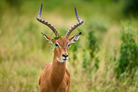 A wild beauty deer in the savannaの写真素材
