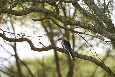 Rear view of a tockus leucomelas bird on a tree branchの写真素材