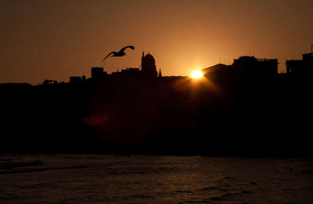 Gabbiano al tramontoの写真素材