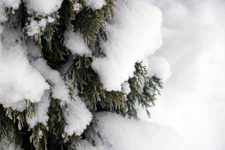 Green thuja branches covered much white crystal snow near private house closeup, winter and...