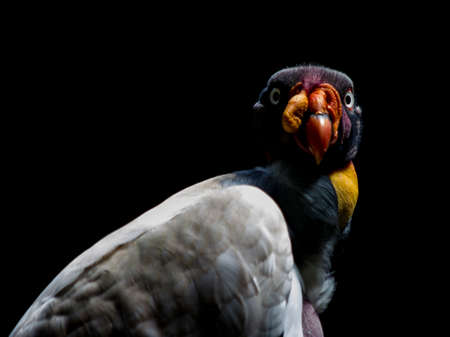 King Vultureの写真素材