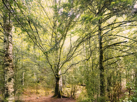 ordesa national park forestの写真素材