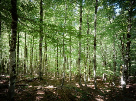 ordesa national park forestの写真素材