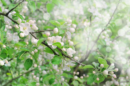 Floral background with the apple blossomの写真素材