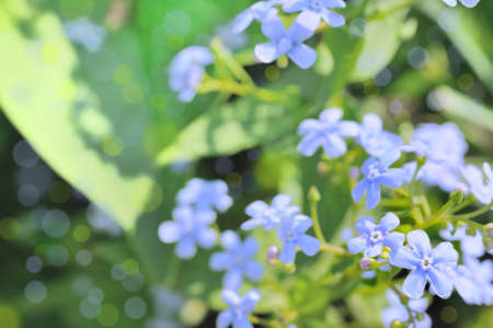 Forget me not on the abstract blurred backgroundの写真素材