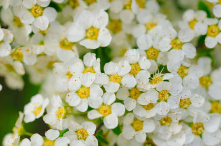 Abstract floral background with white flowers