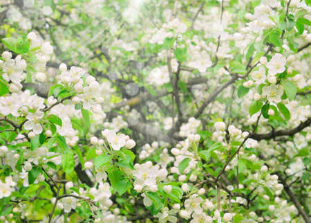 Floral background with the apple blossomの写真素材