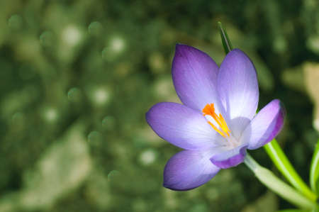 Crocus on the abstract blurred background.