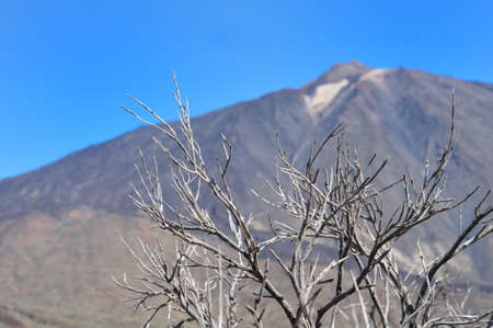 Dry tree against teh  peack of Teideの写真素材